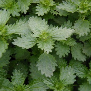 nettles