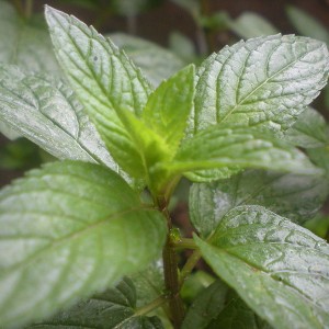 peppermint-leaf